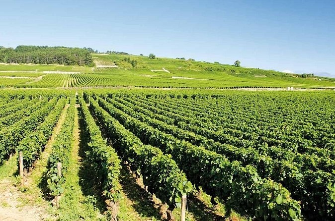 Long rows of vines climbing a gentle slope under a blue sky